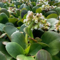 Bergenia 'Diamond Drops'
